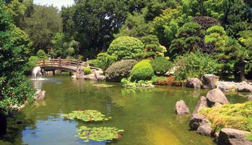 Japanese Garden in Central Park San Mateo with arched bridge, koi pond, and lush greenery on a sunny day.